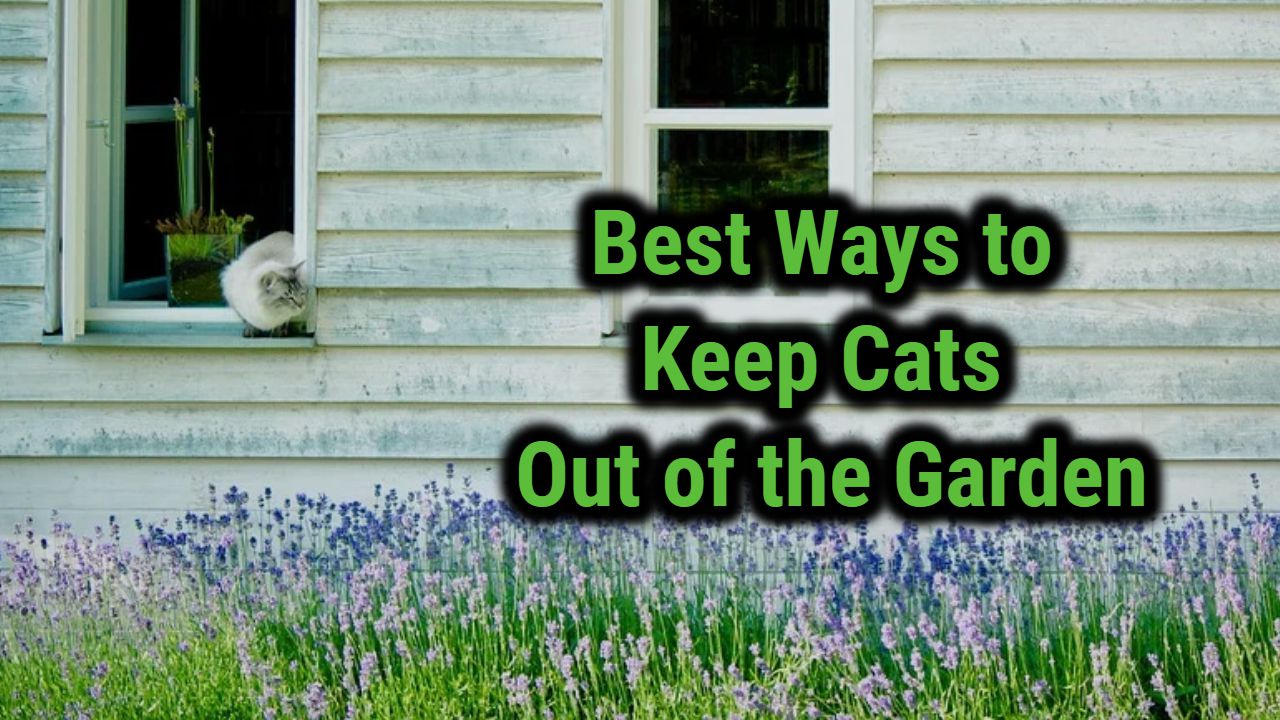 15 Ways To Keep Cats Out Of The Garden - GardeningTeacher.com